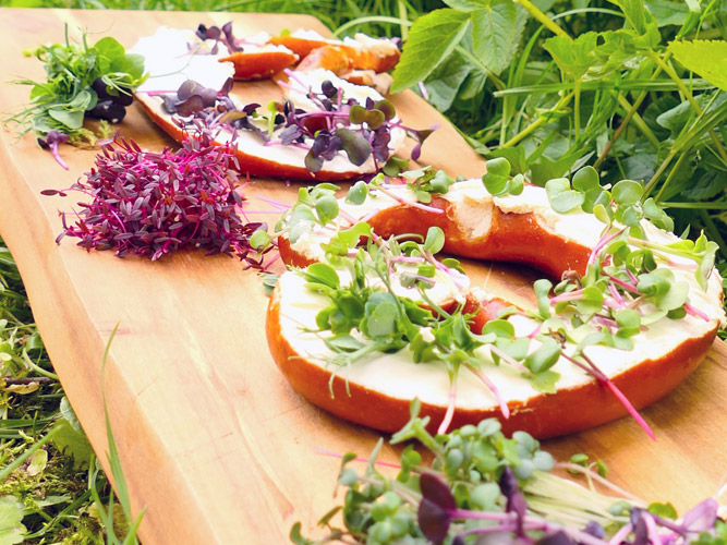 Alb Microgreens