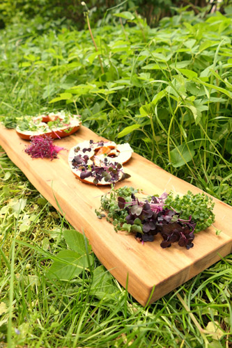 Alb Microgreens