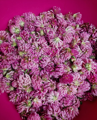 Pusteblume - Blumen und Pflanzen